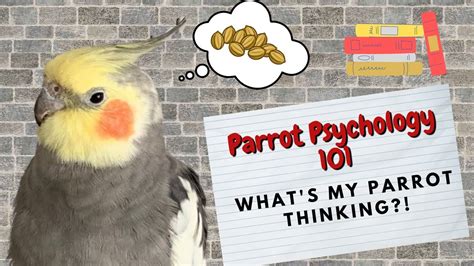 parotting|parroting psychology.